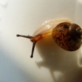 我家蜗牛